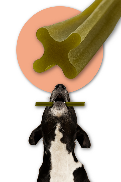 Dentálna pochúťka pre psov Mersjo Dental Sticks - Králik Papája & Brusnica (7 tyčiniek)