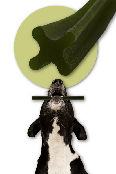 Dentálna pochúťka pre psov Dental Sticks Mersjo Hovädzie Riasy Čaj 28 ks