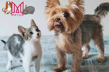 Mačacie maškrty – Mini kúsky kačice 50 g