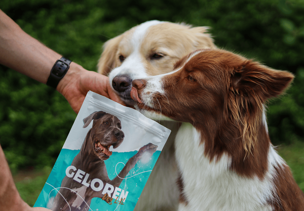 Geloren Large Dog 420g - doplnková zmes, želé pre psov na kĺby