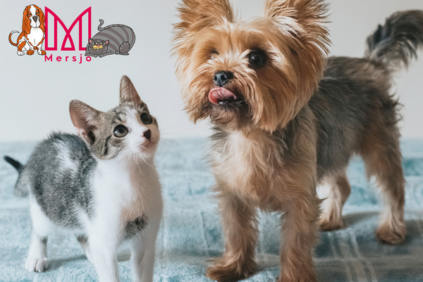 Mačacie maškrty – Mini kúsky kačice 50 g