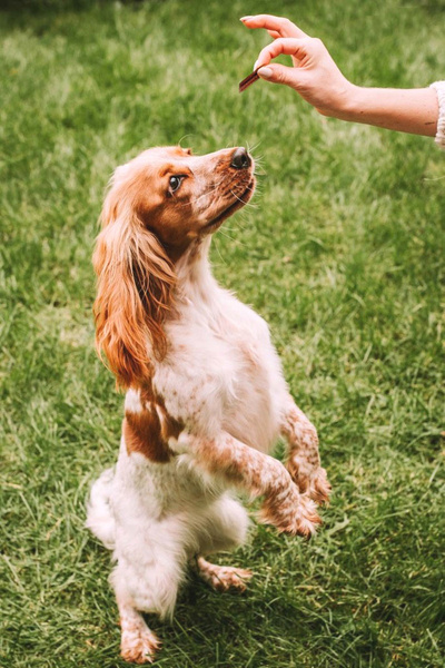 Mačacie maškrty – Mini kúsky kačice 50 g