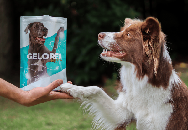 Geloren Large Dog 420g - doplnková zmes, želé pre psov na kĺby